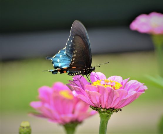 In the butterfly/wildflower garden