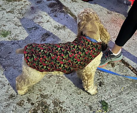 Roco sporting his custom measured and made Christmas jacket