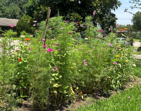 Butterfly Wildflower Garden